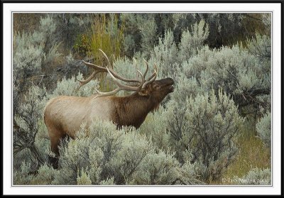 PC-_J3W2074 YNP Sept 17-19 2009CC framed.jpg