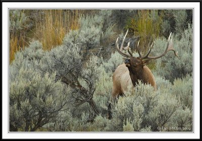PC-_J3W2081 YNP Sept 17-19 2009CC framed.jpg