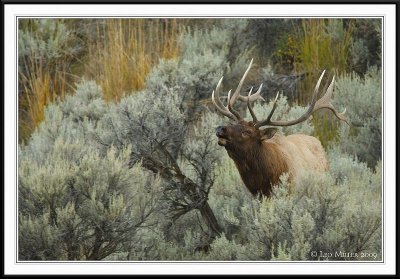 PC-_J3W2082 YNP Sept 17-19 2009CC framed.jpg