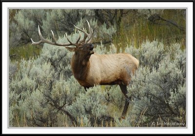 PC-_J3W2090 YNP Sept 17-19 2009CC framed.jpg