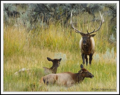 PC-_J3W2093 YNP Sept 17-19 2009CC framed.jpg