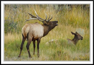 PC-_J3W2095 YNP Sept 17-19 2009CC framed.jpg
