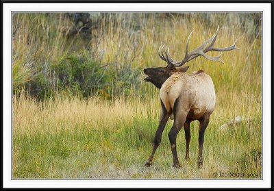 PC-_J3W2097 YNP Sept 17-19 2009CC framed.jpg