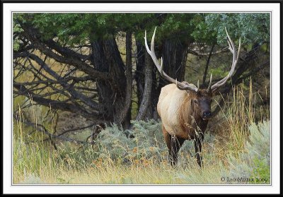 PC-_J3W2133 YNP Sept 17-19 2009 CC framed.jpg