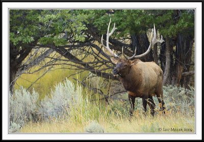 PC-_J3W2145 YNP Sept 17-19 2009 CC framed.jpg