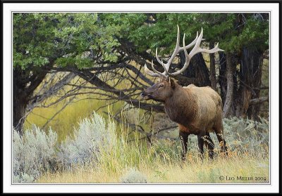 PC-_J3W2147 YNP Sept 17-19 2009CC framed.jpg