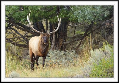 PC-_J3W2161 YNP Sept 17-19 2009CC framed.jpg