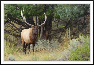 PC-_J3W2164 YNP Sept 17-19 2009CC framed.jpg