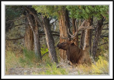 PC-_J3W2176 YNP Sept 17-19 2009CC framed.jpg