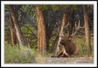 PC-_J3W2191 YNP Sept 17-19 2009CC framed.jpg