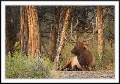 PC-_J3W2206 YNP Sept 17-19 2009CC framed.jpg