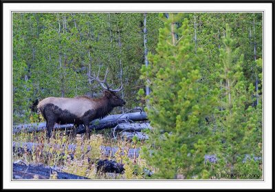PC-_J3W2257 YNP Sept 17-19 2009CC framed.jpg