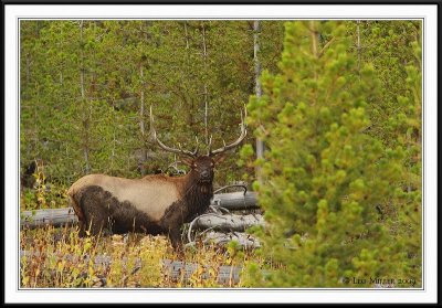 PC-_J3W2262 YNP Sept 17-19 2009CC framed.jpg
