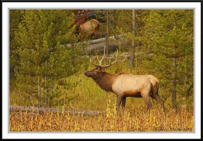 PC-_J3W2270 YNP Sept 17-19 2009CC framed.jpg