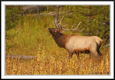 PC-_J3W2274 YNP Sept 17-19 2009CC framed.jpg