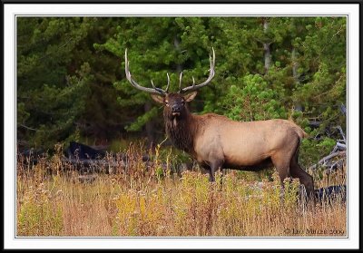 PC-_J3W2285 YNP Sept 17-19 2009CC framed.jpg