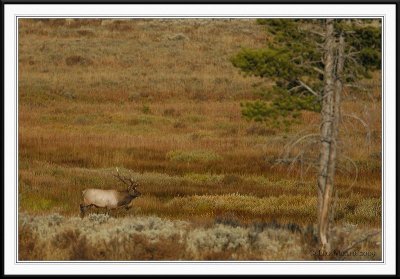 PC-_J3W2308 YNP Sept 17-19 2009CC framed.jpg