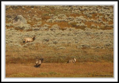 PC-_J3W2309 YNP Sept 17-19 2009CC framed.jpg