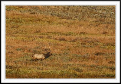 PC-_J3W2310 YNP Sept 17-19 2009CC framed.jpg