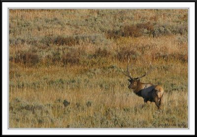 PC-_J3W2311 YNP Sept 17-19 2009CC framed.jpg