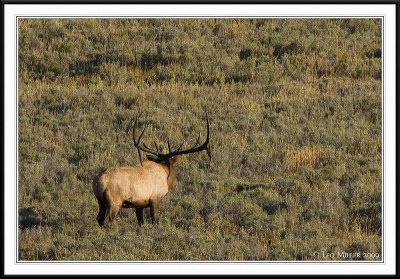 PC-_J3W2312 YNP Sept 17-19 2009CC framed.jpg