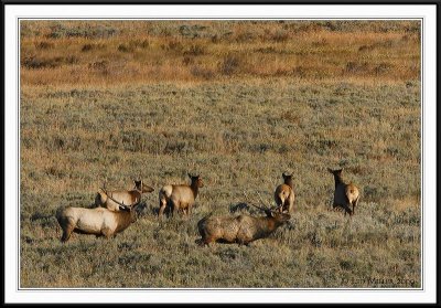 PC-_J3W2315 YNP Sept 17-19 2009CC framed.jpg