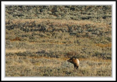 PC-_J3W2317 YNP Sept 17-19 2009CC framed.jpg