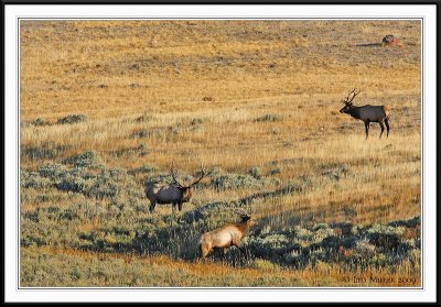 PC-_J3W2325 YNP Sept 17-19 2009CC framed.jpg