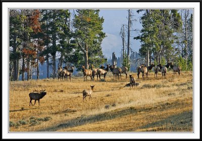 PC-_J3W2328 YNP Sept 17-19 2009CC framed.jpg
