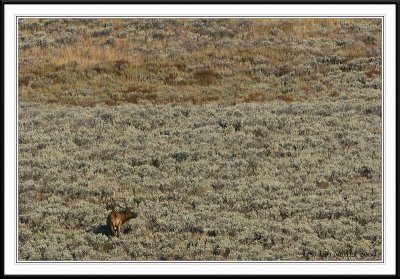 PC-_J3W2330 YNP Sept 17-19 2009CC framed.jpg