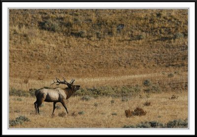 PC-_J3W2340 YNP Sept 17-19 2009CC framed.jpg