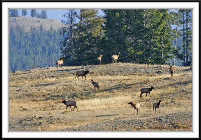 PC-_J3W2367 YNP Sept 17-19 2009CC framed.jpg