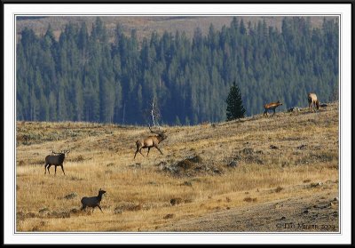 PC-_J3W2369 YNP Sept 17-19 2009CC framed.jpg