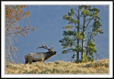 PC-_J3W2379 YNP Sept 17-19 2009CC framed.jpg