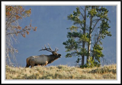 PC-_J3W2380 YNP Sept 17-19 2009CC framed.jpg