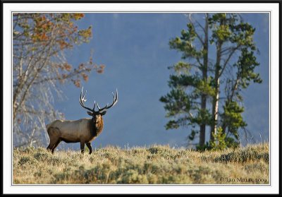 PC-_J3W2387 YNP Sept 17-19 2009CC framed.jpg