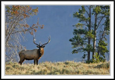 PC-_J3W2389 YNP Sept 17-19 2009CC framed.jpg