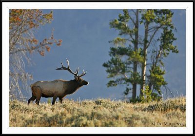 PC-_J3W2391 YNP Sept 17-19 2009 CC framed.jpg