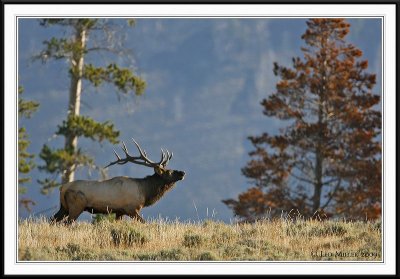 PC-_J3W2397 YNP Sept 17-19 2009CC framed.jpg