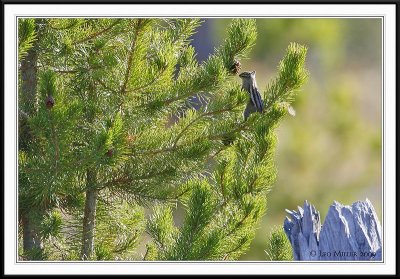 PC-_J3W2419 YNP Sept 17-19 2009CC framed.jpg