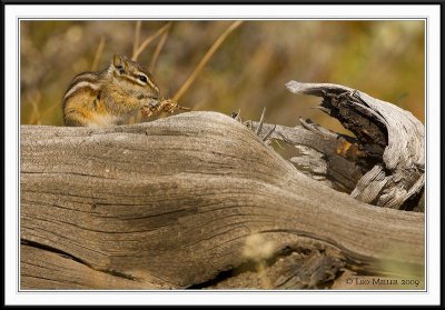 PC-_J3W2462 YNP Sept 17-19 2009CC framed.jpg