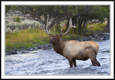 PC-_MG_0611 YNP Sept 17-19 2009CC framed.jpg
