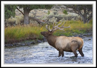 PC-_MG_0629 YNP Sept 17-19 2009CC framed.jpg