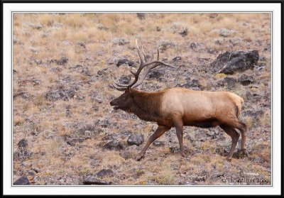 PC-_MG_0672 YNP Sept 17-19 2009CC framed.jpg