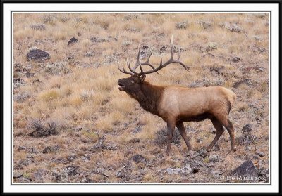 PC-_MG_0674 YNP Sept 17-19 2009CC framed.jpg