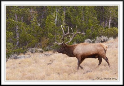 PC-_MG_0677 YNP Sept 17-19 2009CC framed.jpg