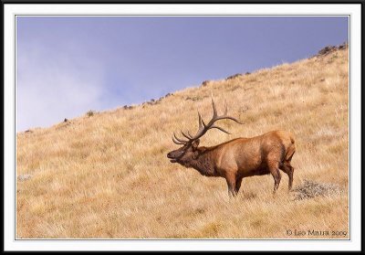 PC-_MG_0686 YNP Sept 17-19 2009CC framed.jpg