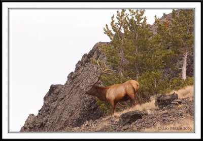 PC-_MG_0694 YNP Sept 17-19 2009CC framed.jpg