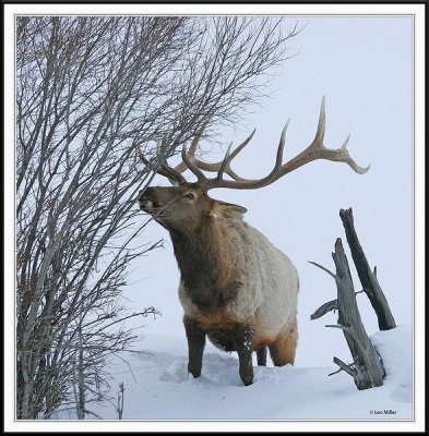 Elk in YNP