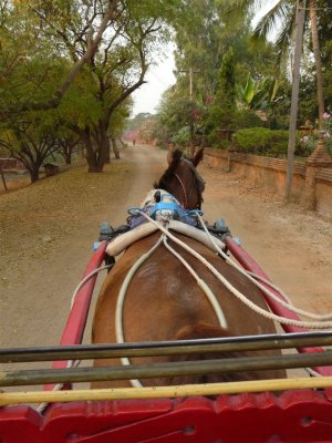 Horse & Cart Ride